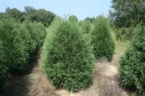 #10 4' arborvitae techny
