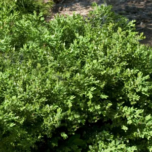 #2 boxwood green velvet