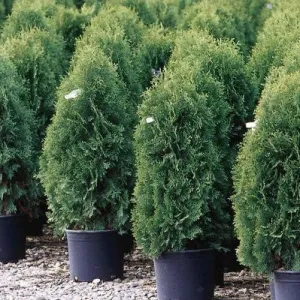 #20 4'-5' arborvitae techny