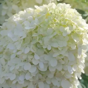 #7 hydrangea limelight tree pt