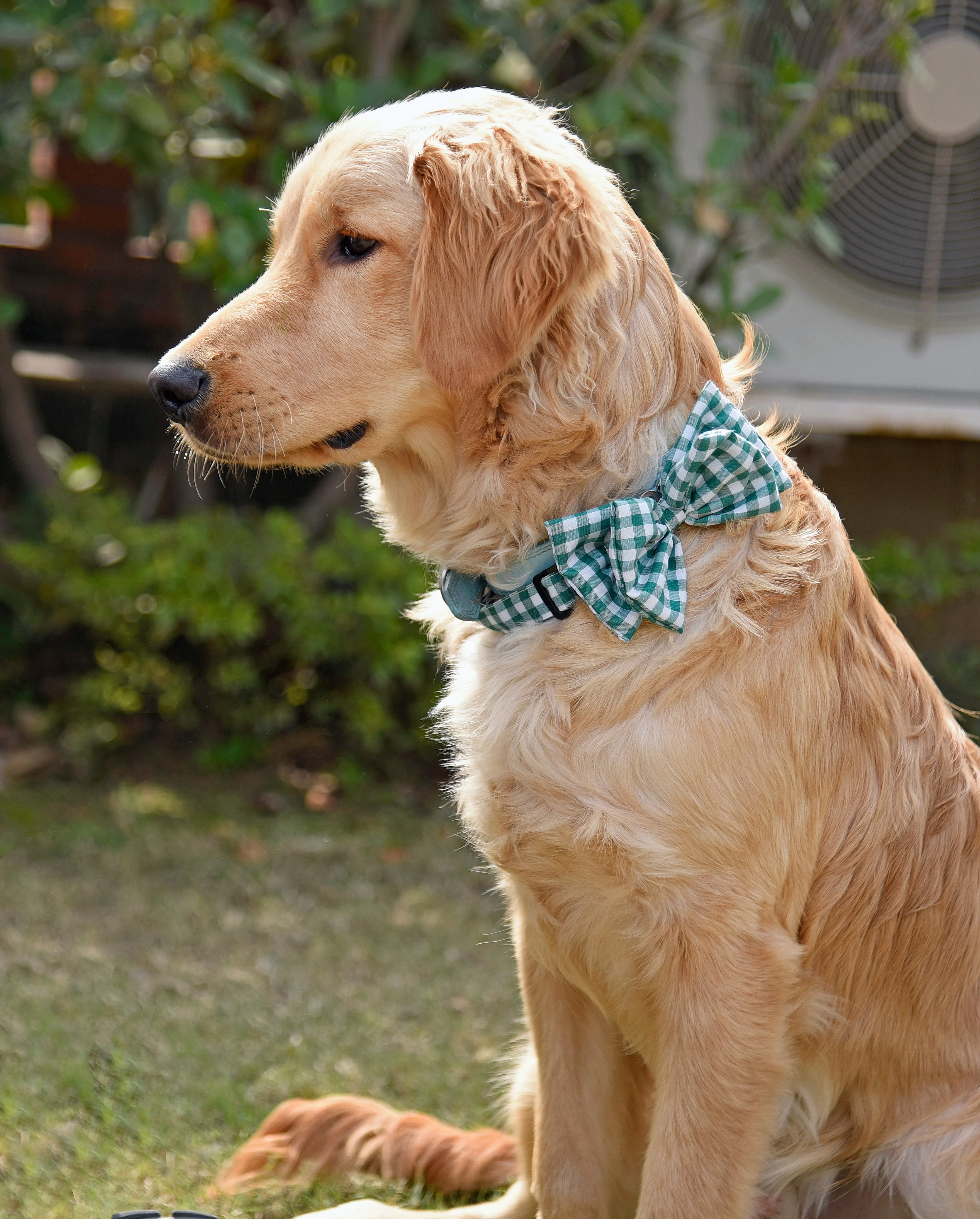 Checkmate Bow Tie - Green