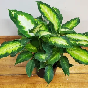 Dieffenbachia
